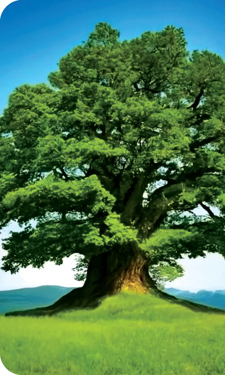 A large, deep-rooted tree